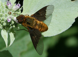 Chrysanthrax cypris Chrysanthrax cypris